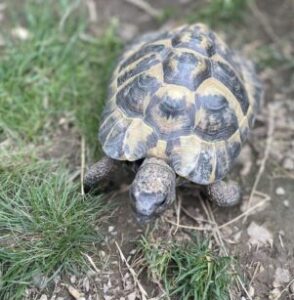 Die europäische Landschildkröte