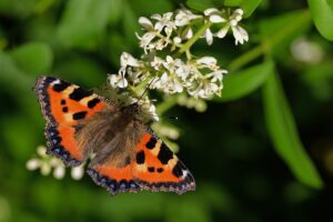 Tier des Monats, März 2025